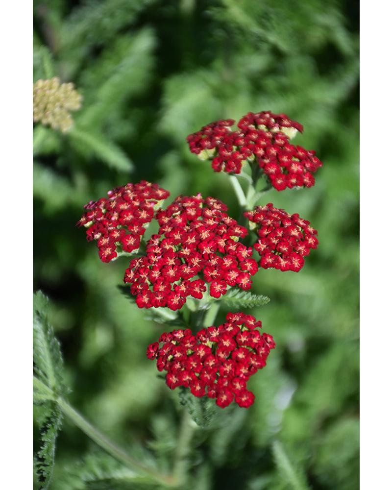 Achillea Sassy Summer Sangria