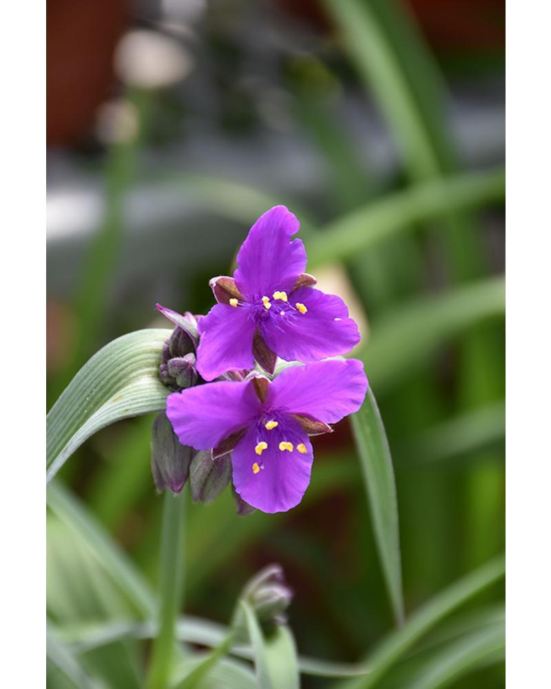 Tradescantia Concord Grape