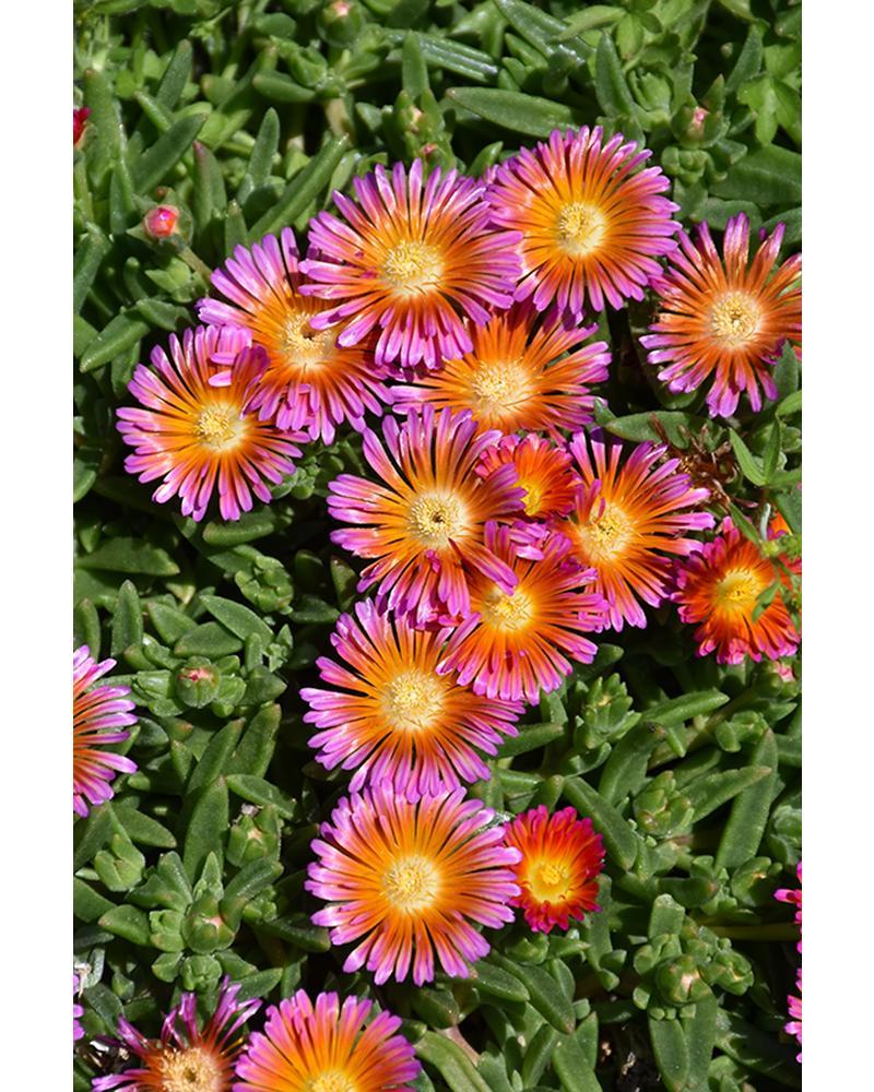 Delosperma Os Orange Glow