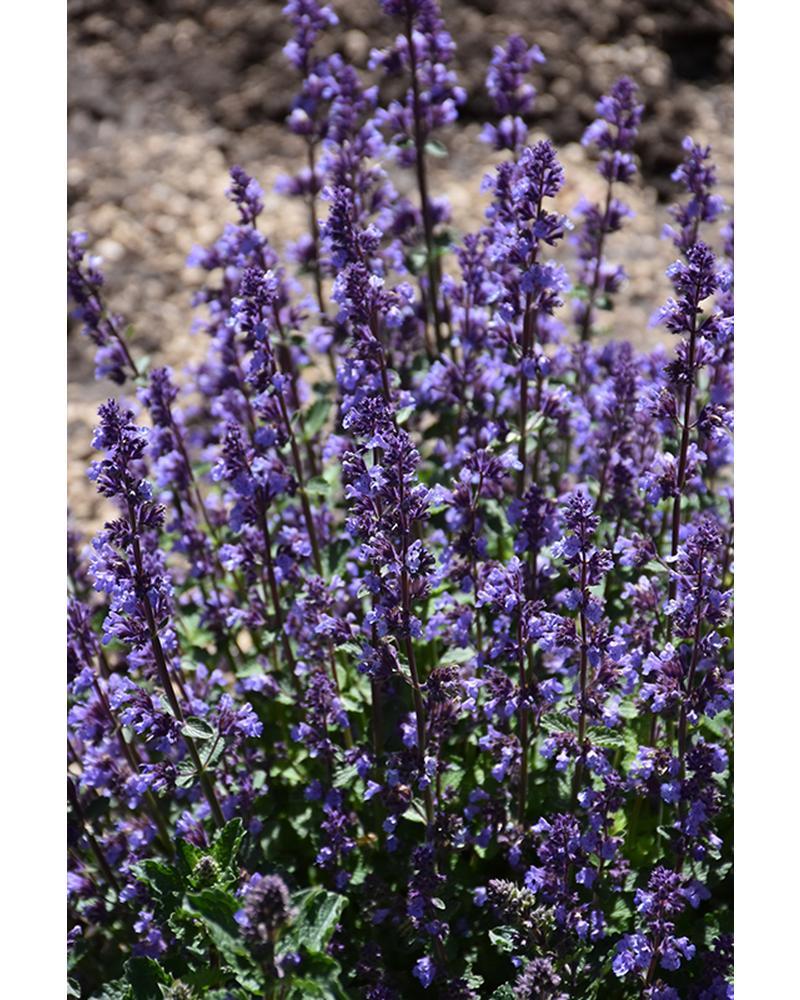Nepeta Cats Pajamas Pw