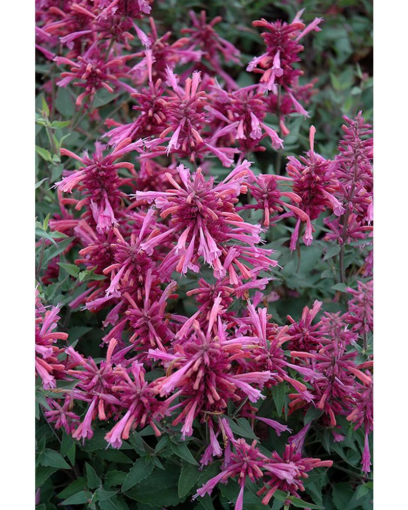 Agastache Rosie Posie