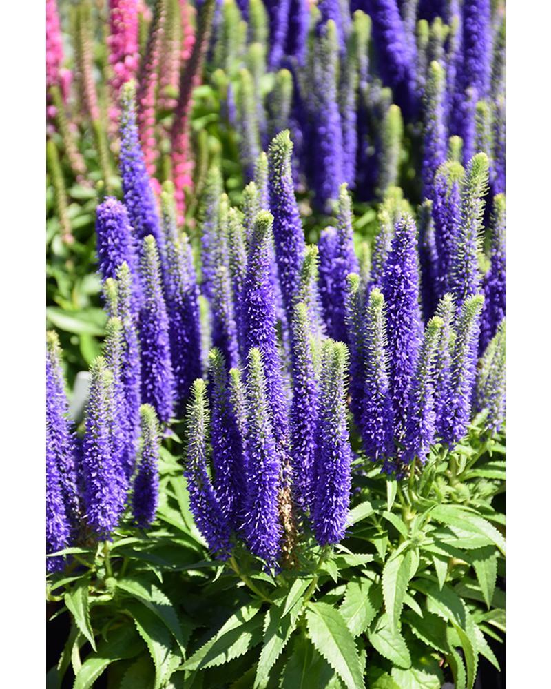 Veronica Royal Candles