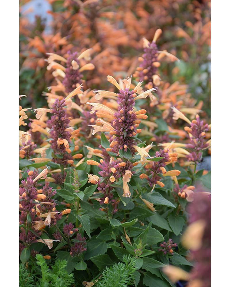 Agastache Peachie Keen