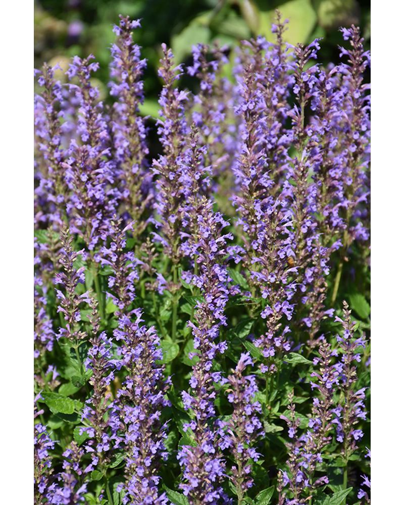 Agastache Blue Bayou