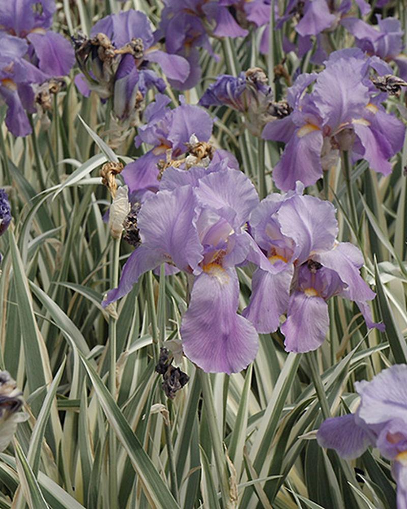 Iris Pallida Albo Variegated