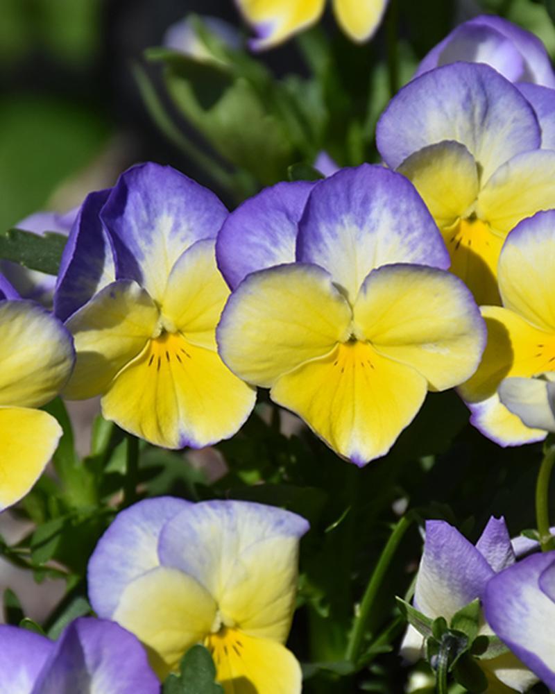 Viola Halo Lemon Frost