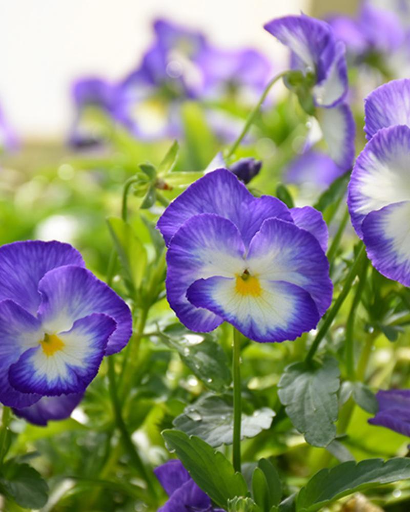 Viola Halo Lilac