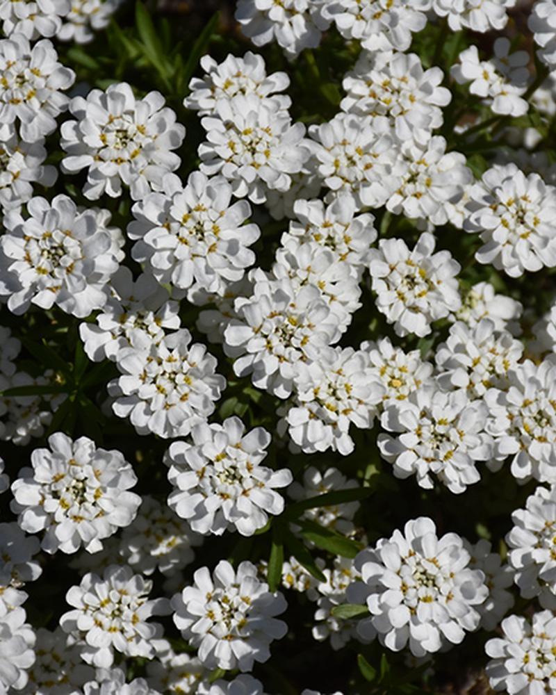Iberis Whiteout