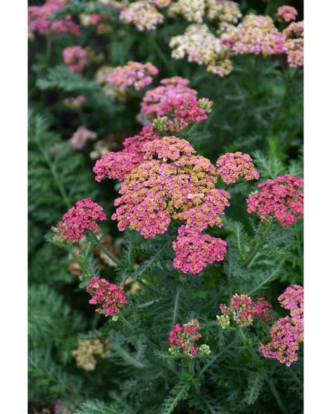 Achillea Sassy Summer Taffy