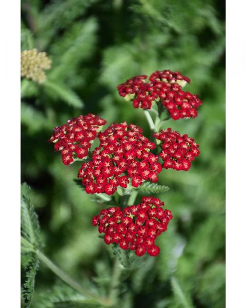 Achillea Sassy Summer Sangria