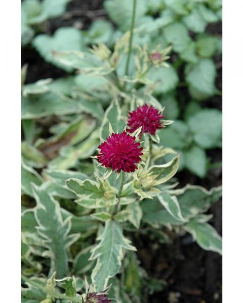 Knautia Thunder & Lightning