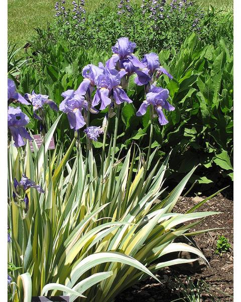 Iris Pallida Aureo Variegata Yel