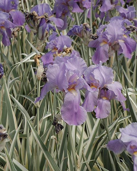 Iris Pallida Albo Variegated