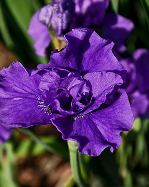 Iris Sib Kaboom