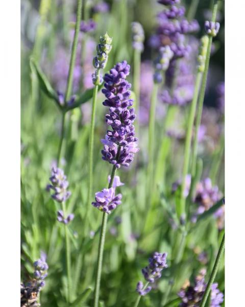 Lavandula Chill-out Blue