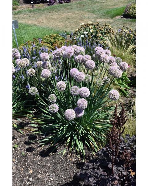 Allium Bubble Bath