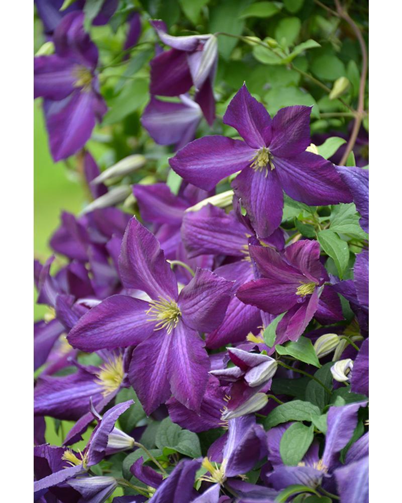 Clematis Happy Jack(r) Purple Pw