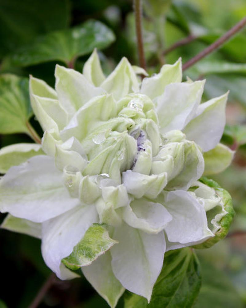 Clematis Diamond Ball Pw #2