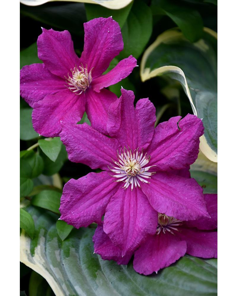 Clematis Ernest Markham #1