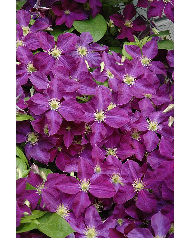 Clematis Jackmanii Superba #1