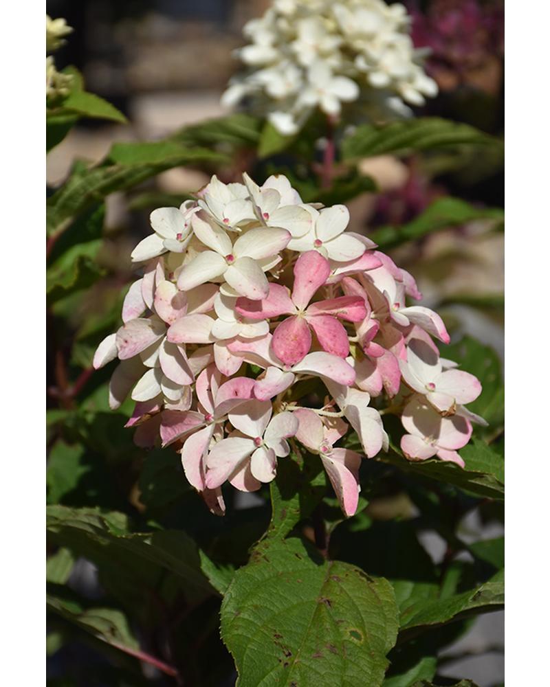Hydrangea Quick Fire Fab® 2 Gallon