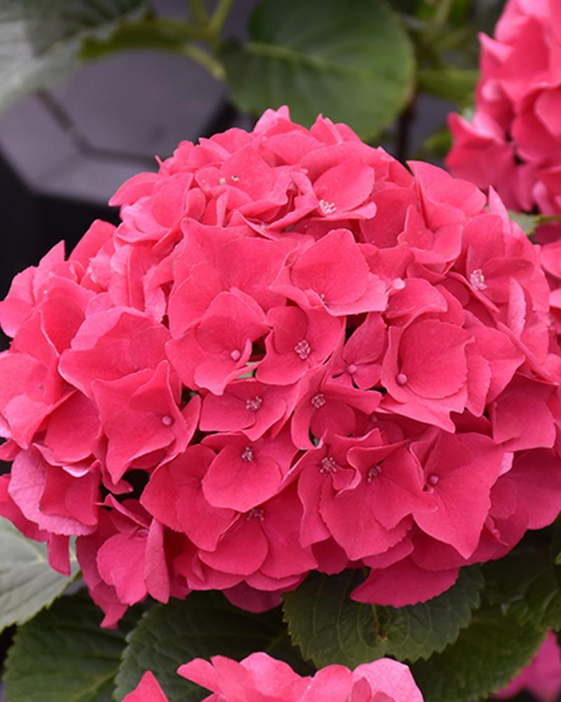 Hydrangea Wee Bit Giddy® 2 Gallon