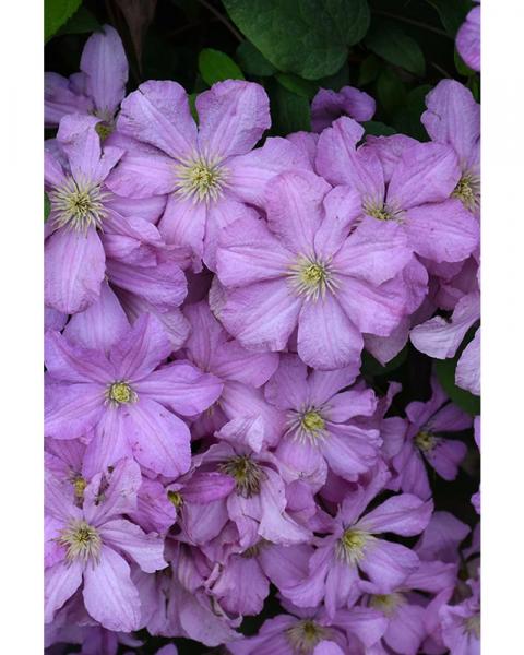 Clematis Comtesse De Bouchard #1