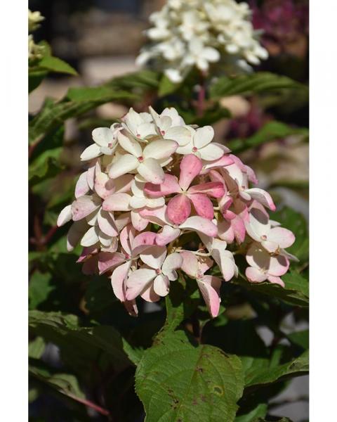 Hydrangea Quick Fire Fab® 2 Gallon