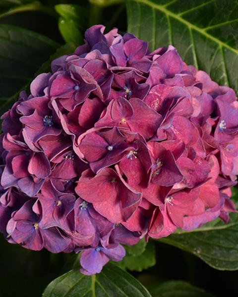 Hydrangea Wee Bit Grumpy® 2 Gallon