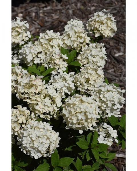 Hydrangea Tiny Quick Fire® 2 Gallon