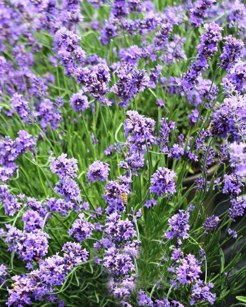 Lavandula Sensational #2