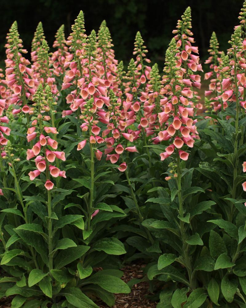 Digitalis 'Arctic Fox Rose' 1 Gallon