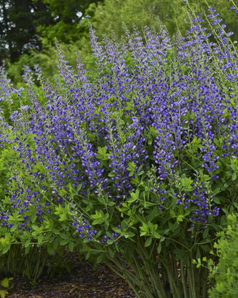 Baptisia Decadence® 'Blueberry Sundae' 1 Gallon