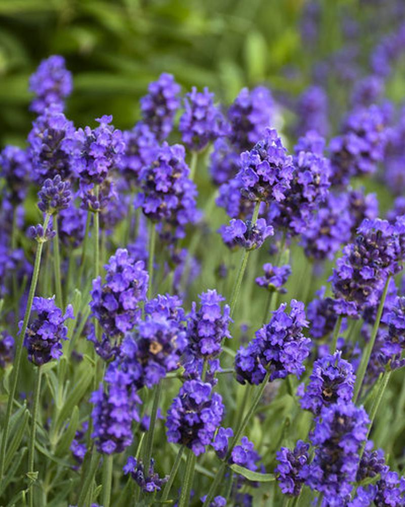 Lavender Sweet Romance Pw