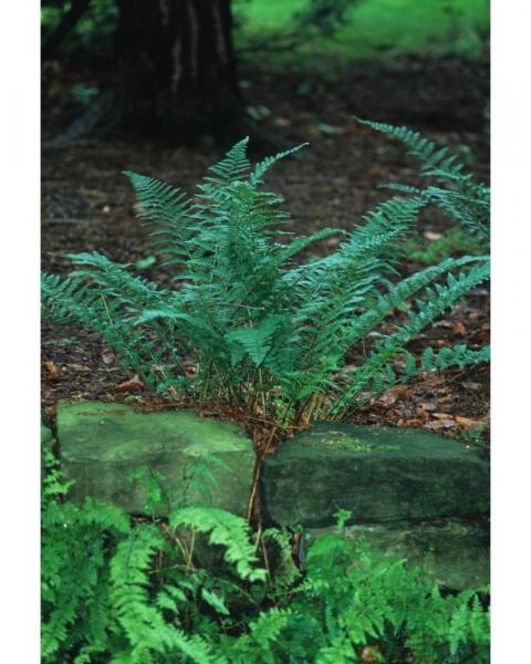 Fern Dryopteris Male