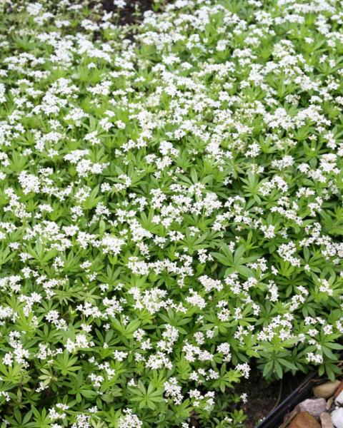 Galium Odoratum Qt
