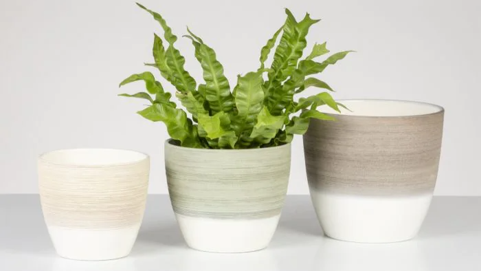 Scheurich Indoor Pots