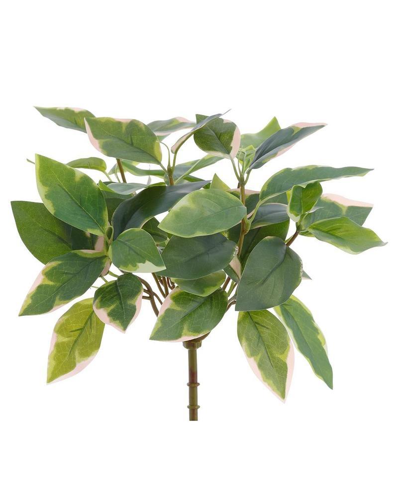 Hoya Bush 15.5" Green/pink