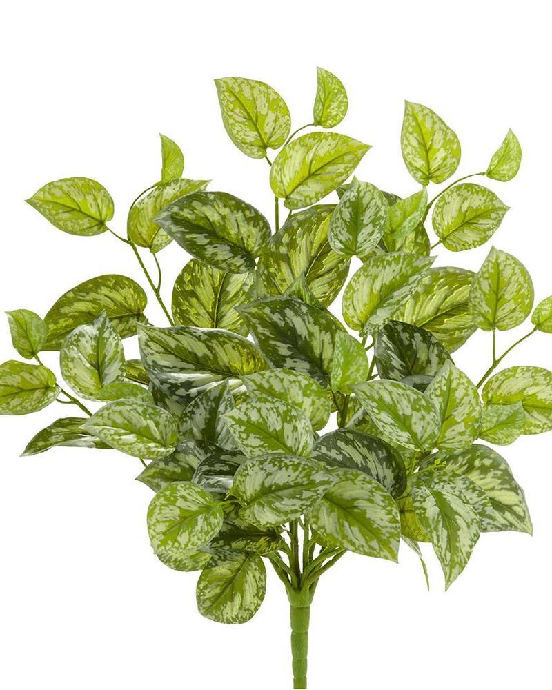 Pothos Hanging Bush 20" Gr/cr