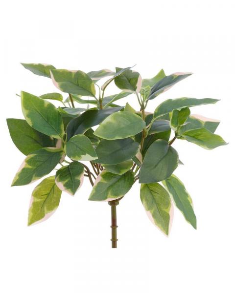 Hoya Bush 15.5" Green/pink