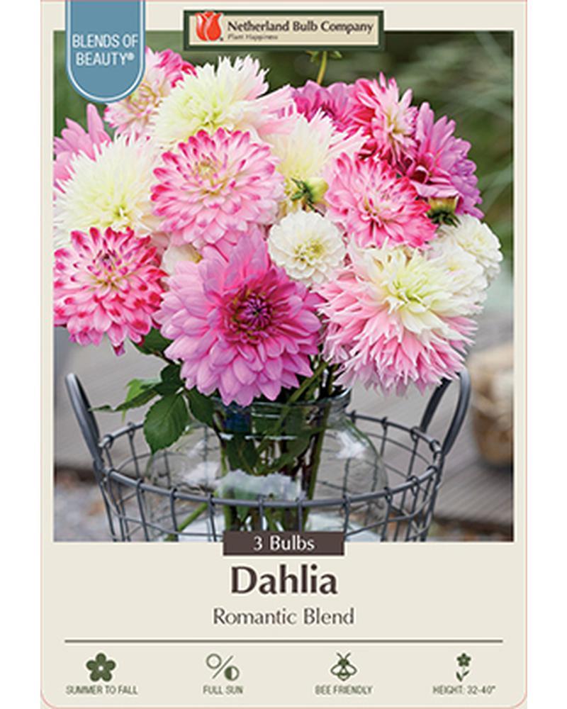 Dahlia Dec Romantic Blend
