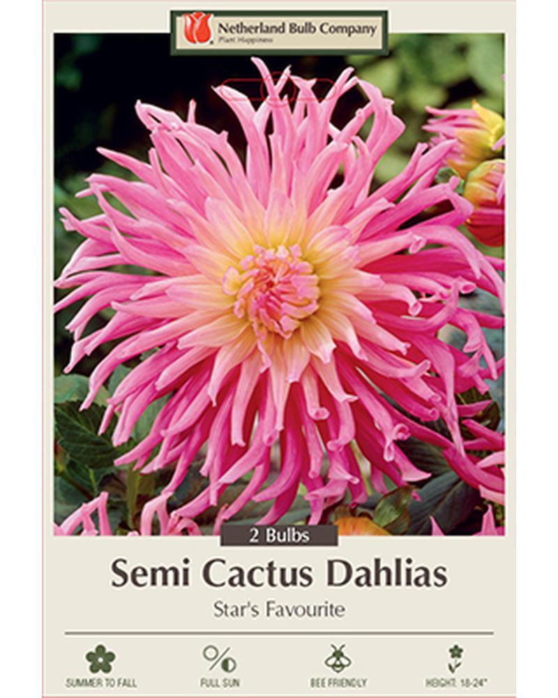 Dahlia Sc Star's Favourite