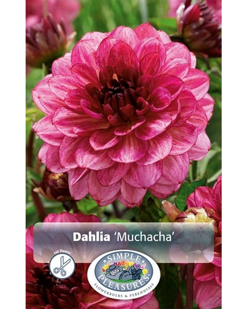 Dahlia Dec Muchacha