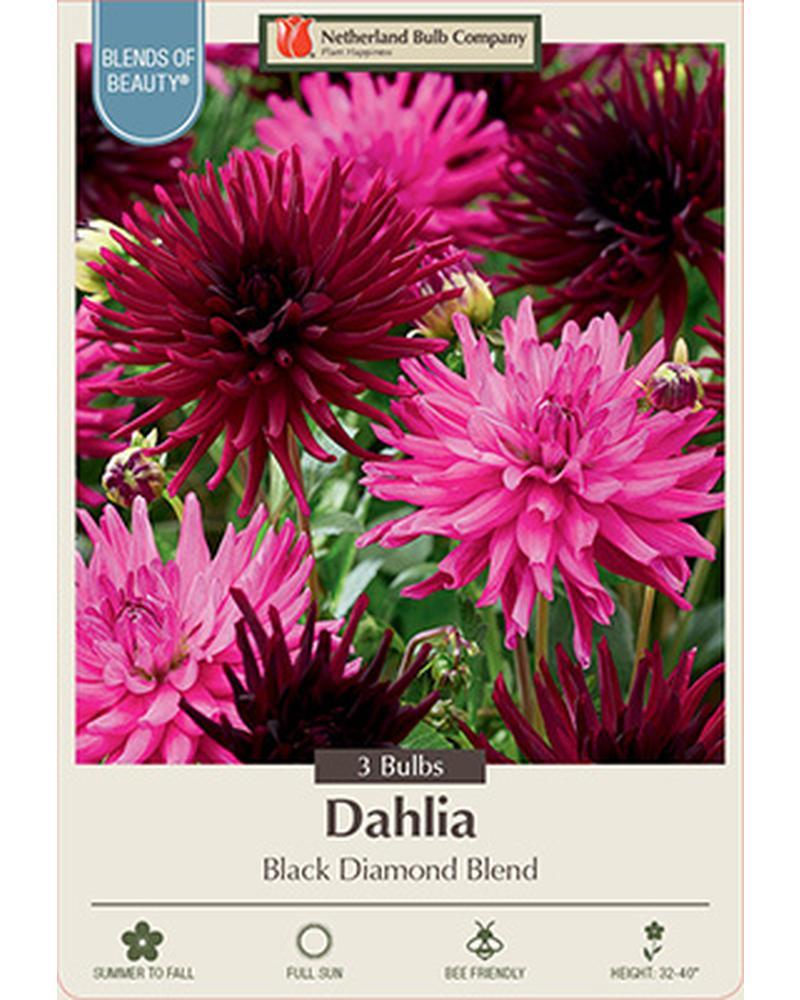 Dahlia Ca Black Diamond Blend