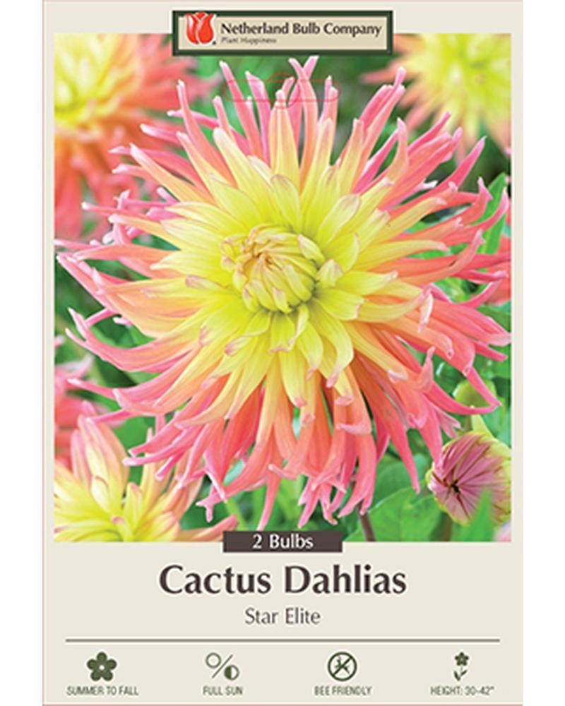 Dahlia Pkg Of 2 Star Elite