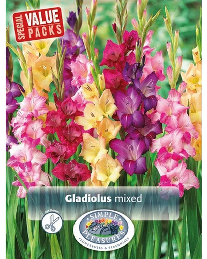 Gladiolus Pkg of 30 Giant Mixture