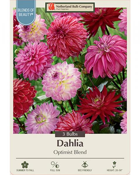 Dahlia Dec Optimist Blend