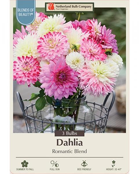 Dahlia Dec Romantic Blend