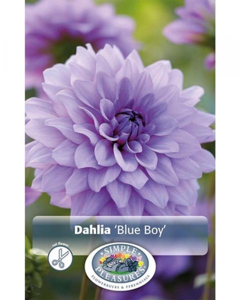 Dahlia Dec Blue Boy