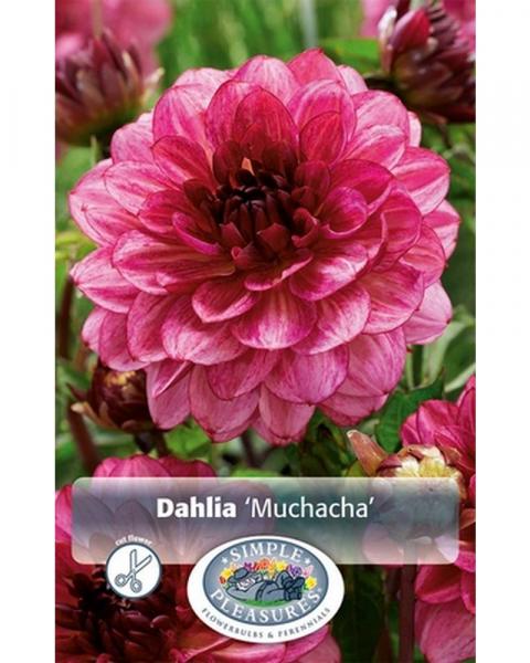 Dahlia Dec Muchacha